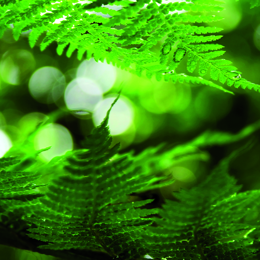 NZ Sock Co The New Zealand Sock Company